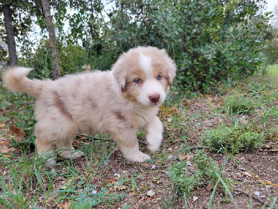 Mâle rouge merle