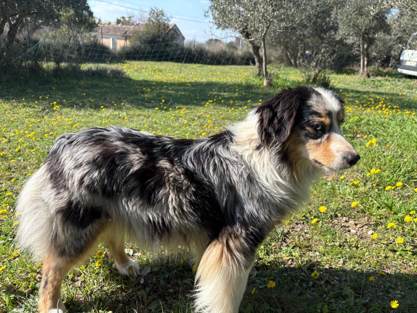 VICKY  du Chalet des Terres des Oliviers