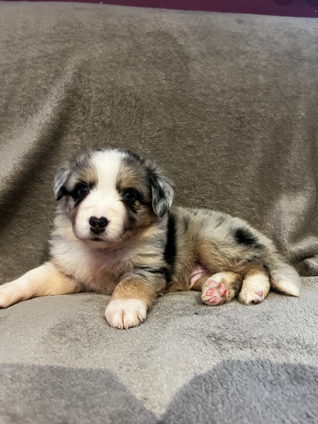 du Chalet des Terres des Oliviers - Chiots disponibles - Berger Américain Miniature 