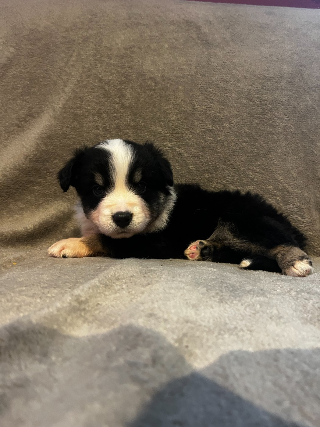 du Chalet des Terres des Oliviers - Chiots disponibles - Berger Américain Miniature 