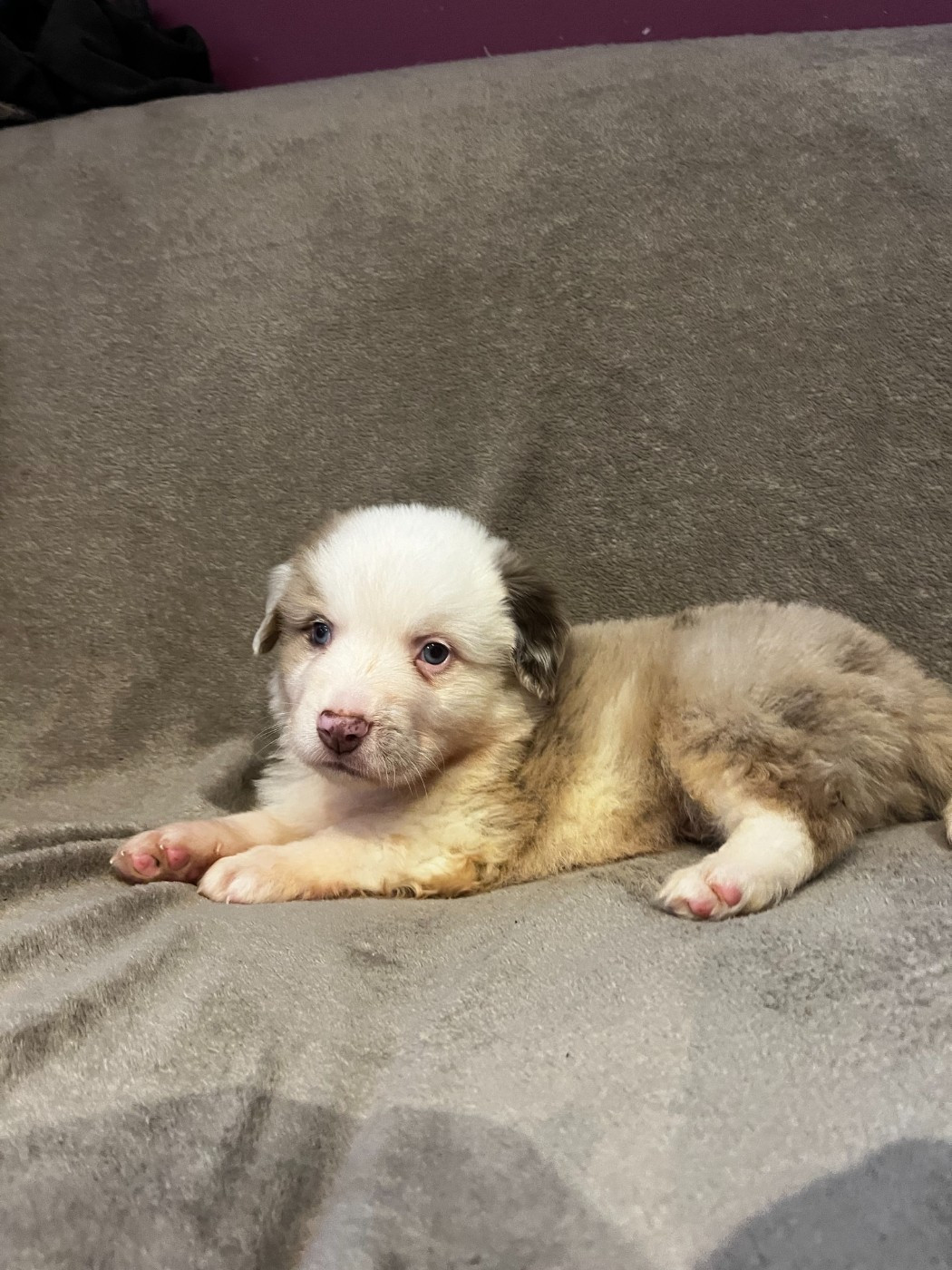 du Chalet des Terres des Oliviers - Chiots disponibles - Berger Américain Miniature 