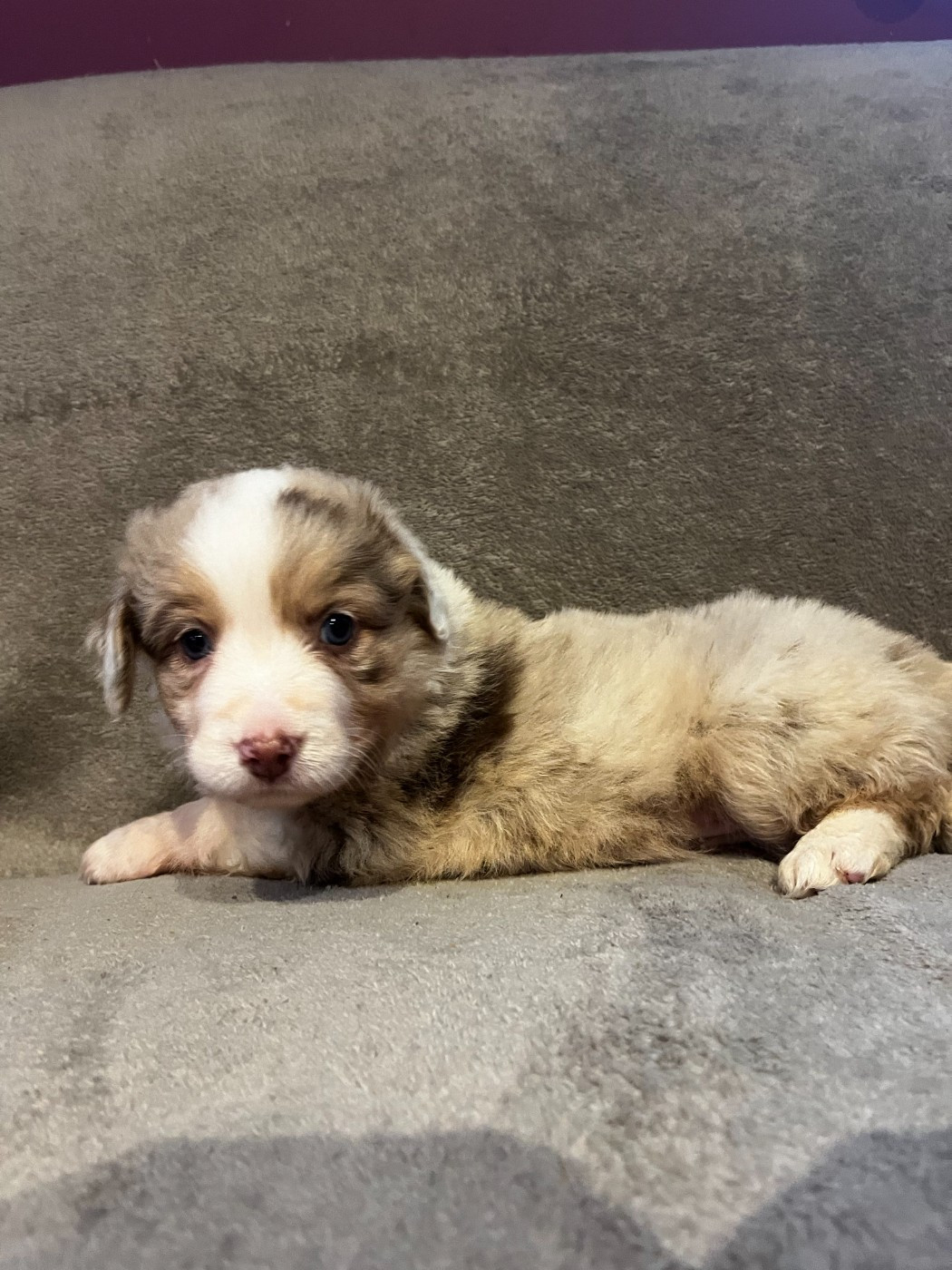 du Chalet des Terres des Oliviers - Chiots disponibles - Berger Américain Miniature 