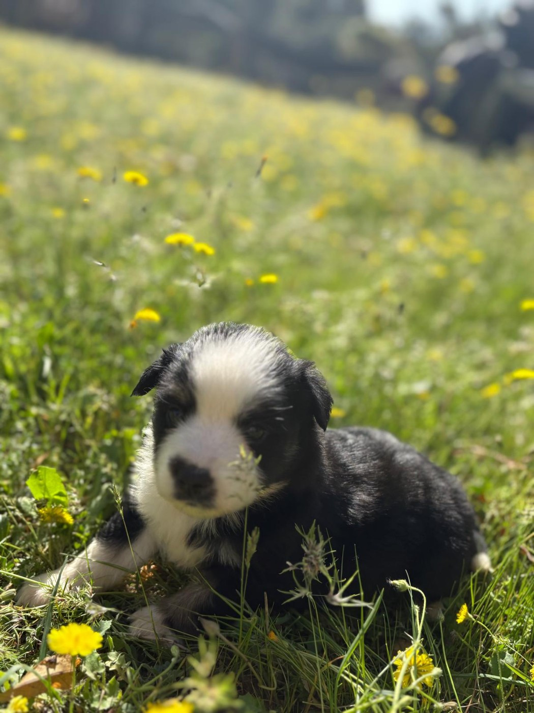 du Chalet des Terres des Oliviers - Chiots disponibles - Berger Américain Miniature 