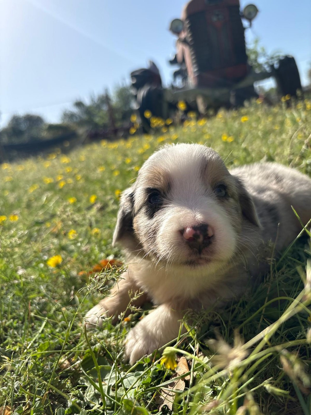 du Chalet des Terres des Oliviers - Chiots disponibles - Berger Américain Miniature 