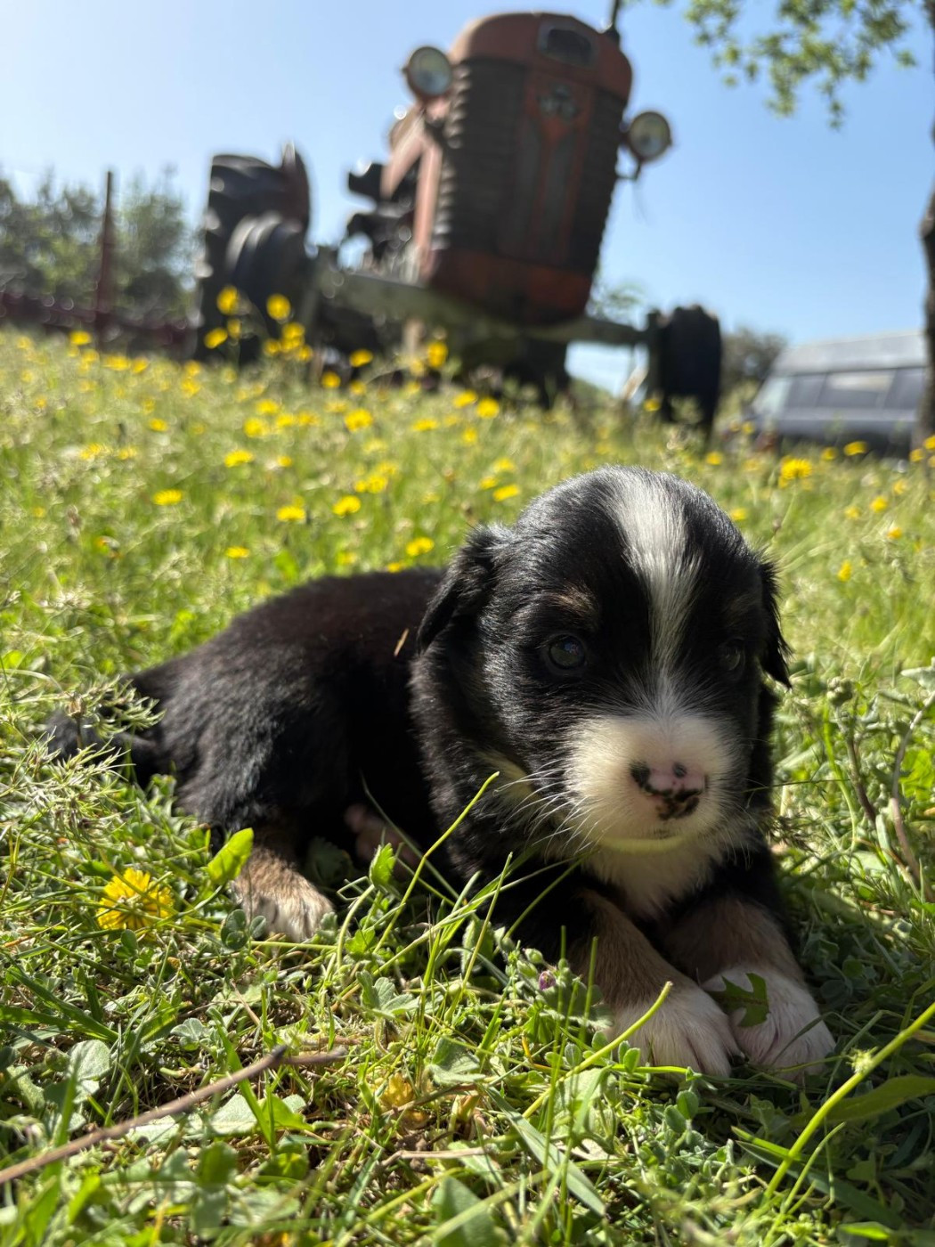 du Chalet des Terres des Oliviers - Chiots disponibles - Berger Américain Miniature 