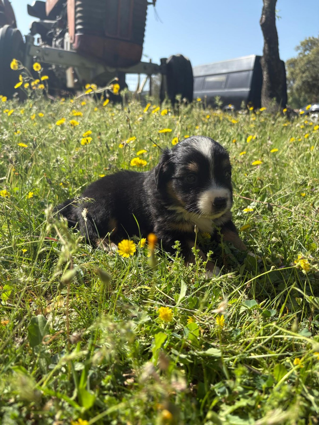 du Chalet des Terres des Oliviers - Chiots disponibles - Berger Américain Miniature 