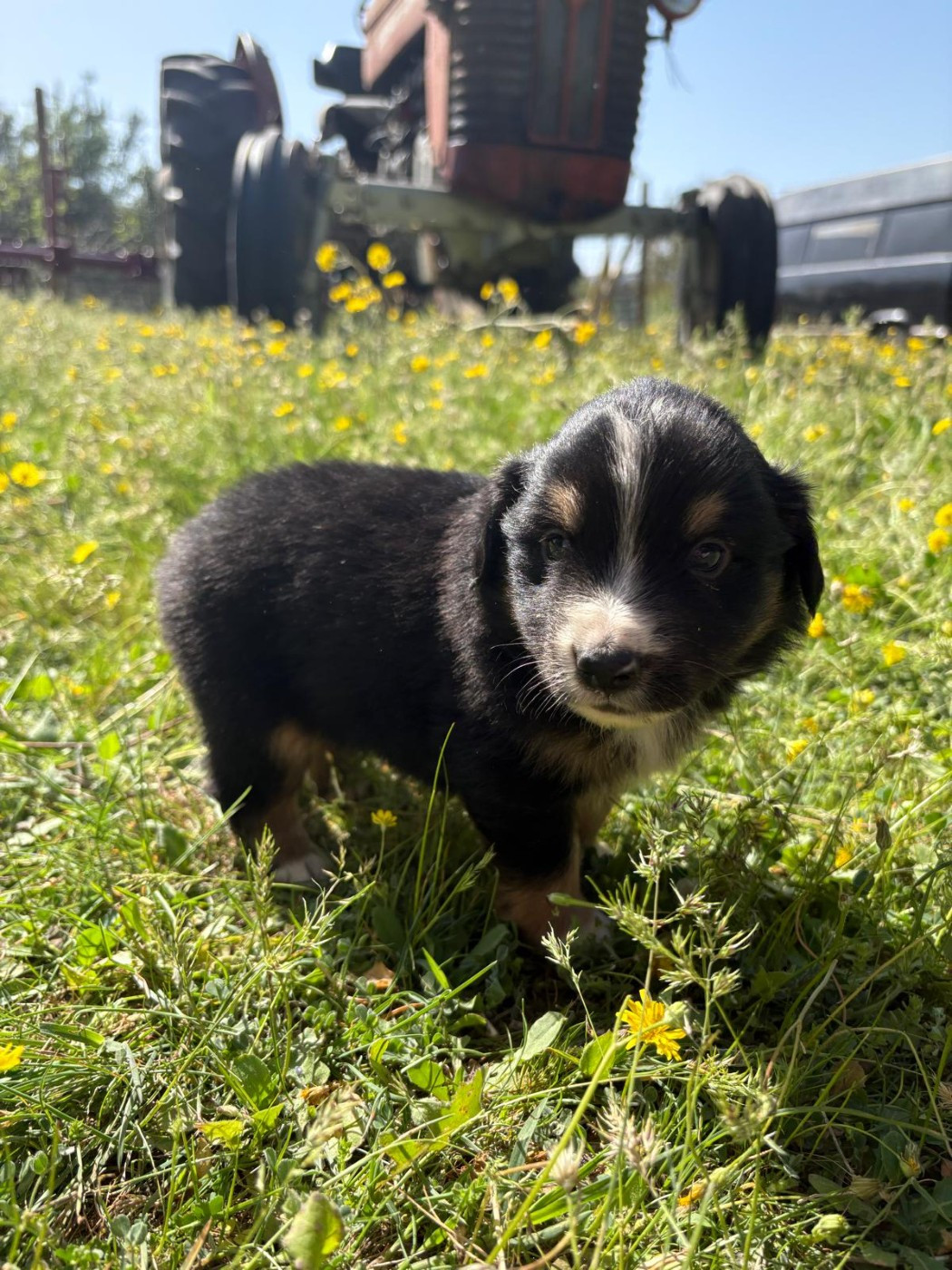 du Chalet des Terres des Oliviers - Chiots disponibles - Berger Américain Miniature 