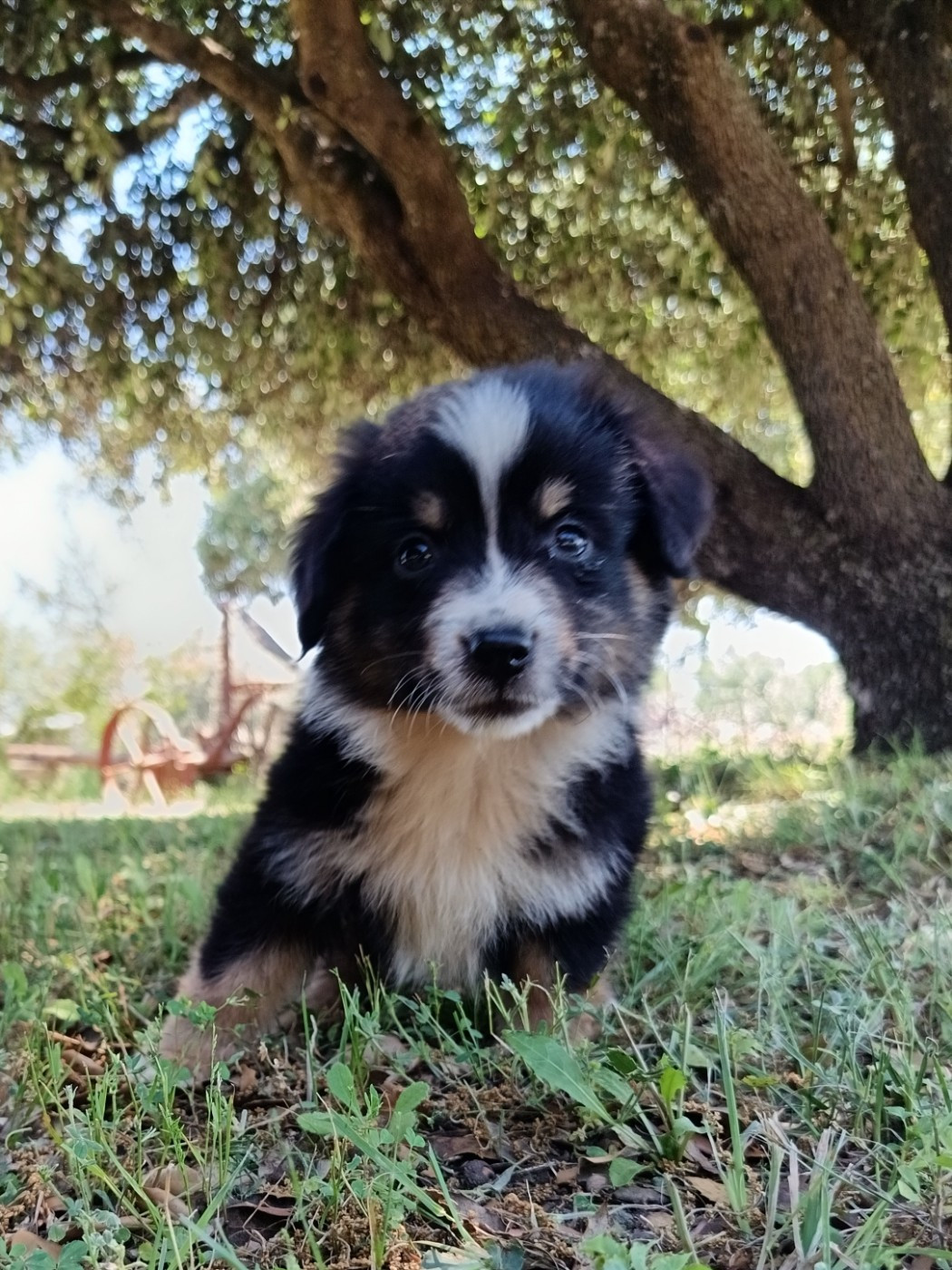 du Chalet des Terres des Oliviers - Chiots disponibles - Berger Américain Miniature 