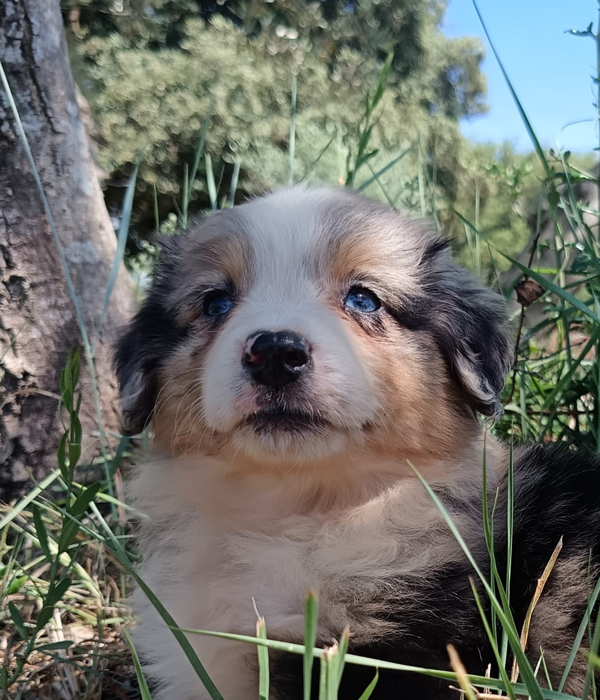 du Chalet des Terres des Oliviers - Chiots disponibles - Berger Américain Miniature 