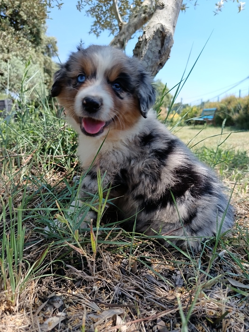du Chalet des Terres des Oliviers - Chiots disponibles - Berger Américain Miniature 
