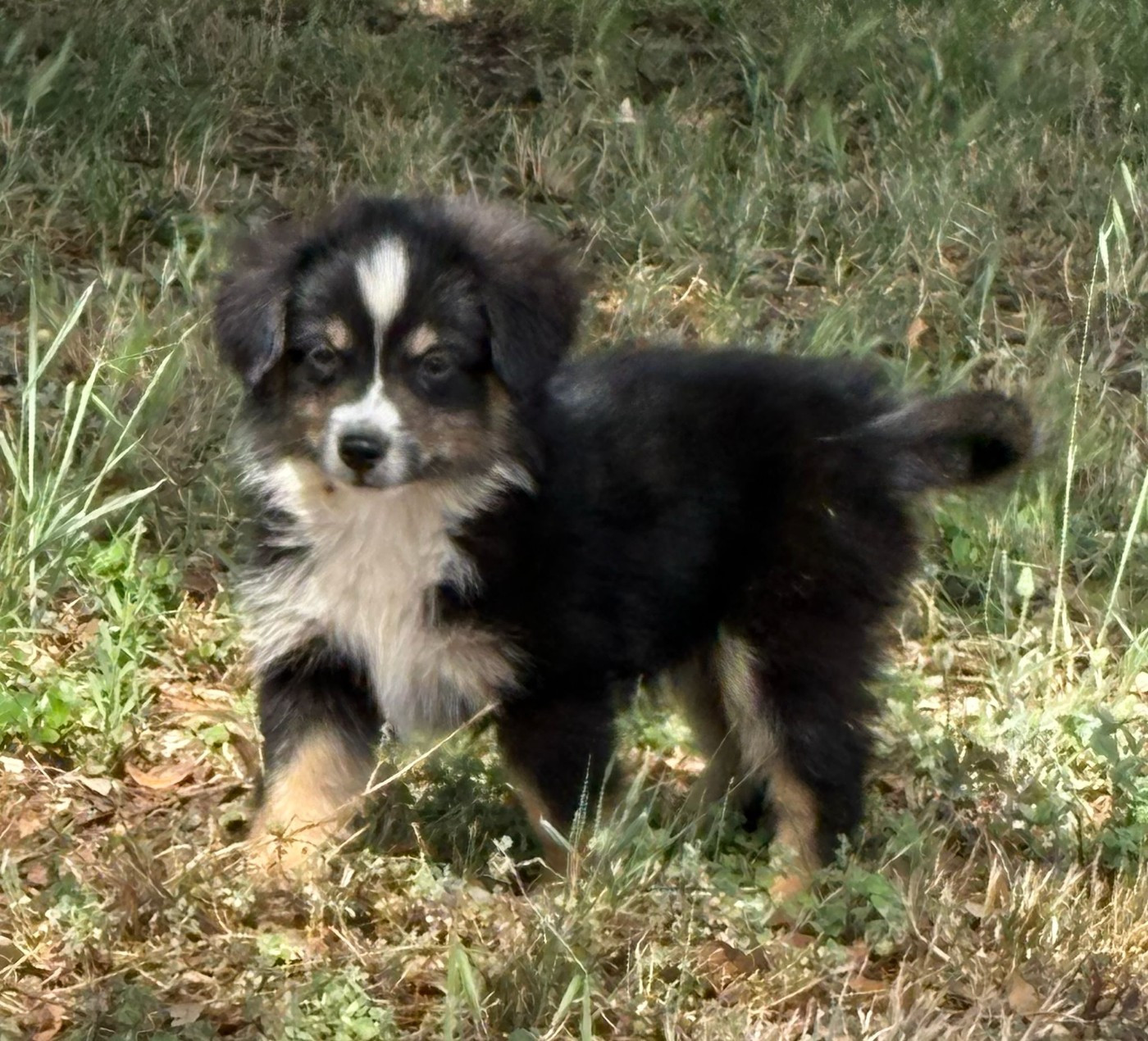 du Chalet des Terres des Oliviers - Chiots disponibles - Berger Américain Miniature 