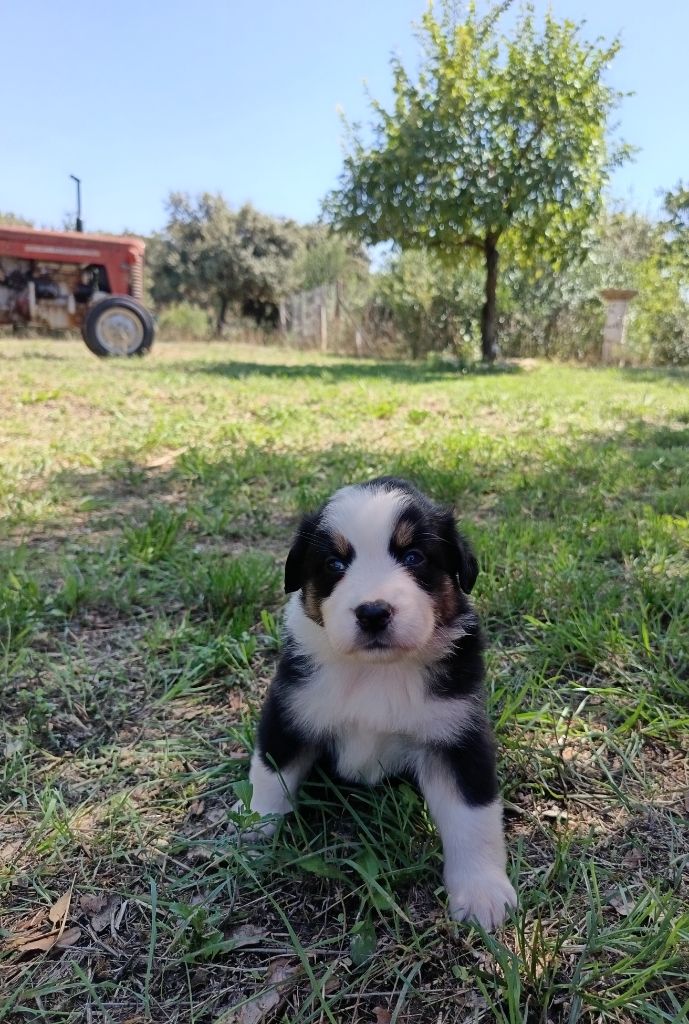 du Chalet des Terres des Oliviers - Chiots disponibles - Berger Américain Miniature 