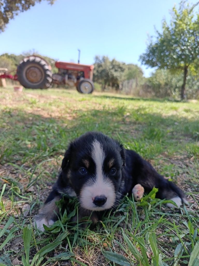 du Chalet des Terres des Oliviers - Chiots disponibles - Berger Américain Miniature 