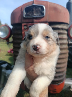 FEMELLE BLEU MERLE