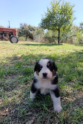 CHIOT 6