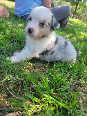 CHIOT 3