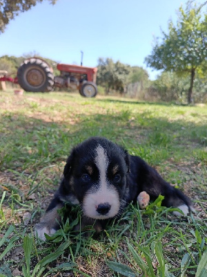 CHIOT 7