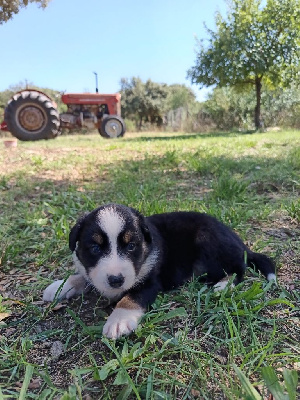 CHIOT 1