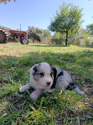 CHIOT 5