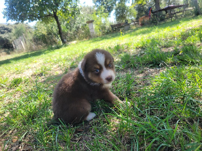 CHIOT 4
