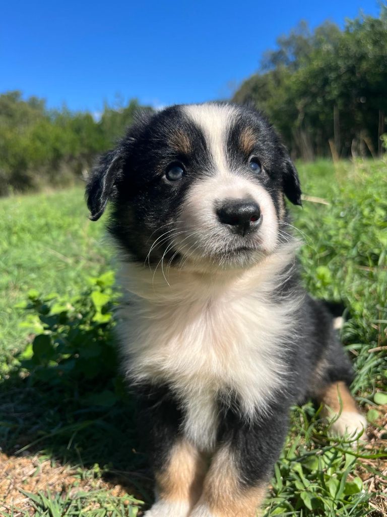 du Chalet des Terres des Oliviers - Berger Américain Miniature  - Portée née le 08/08/2025